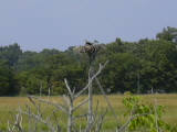 And we got to see ospreys on their nests, too!